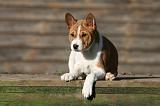 BASENJI 168